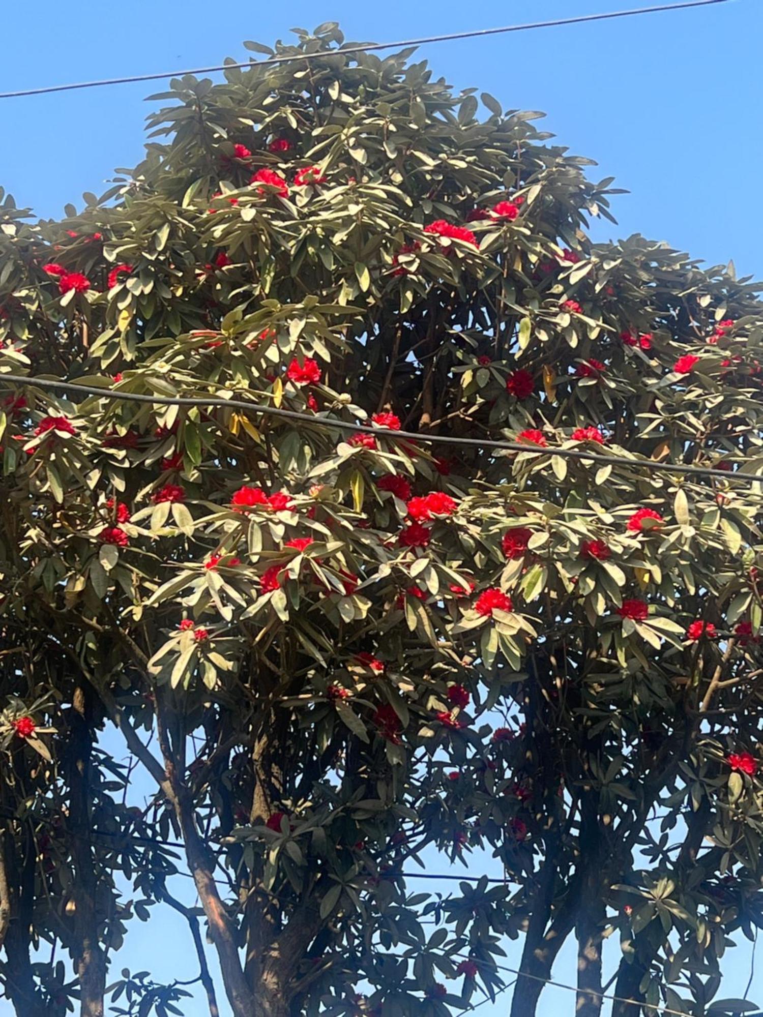 Nagarkot Resort Pvt. Ltd Dış mekan fotoğraf